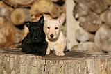 SCOTTISH TERRIER 151